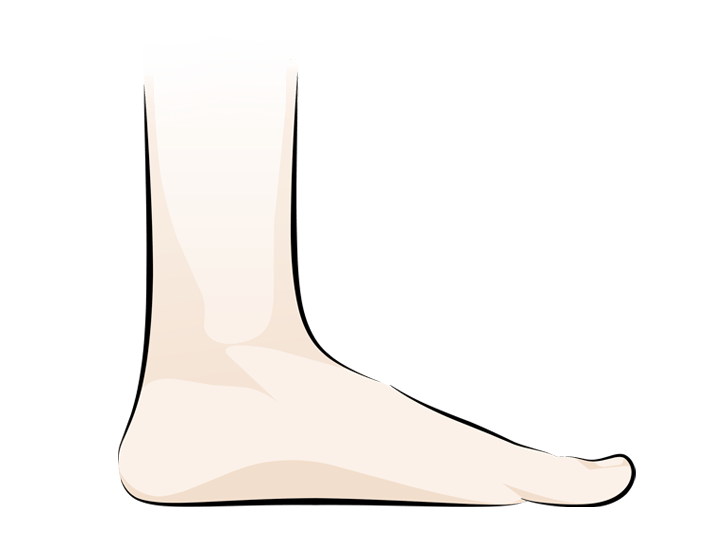 Illustration of a human foot and lower leg viewed from the side, showing a neutral arch and toes pointing forward.
