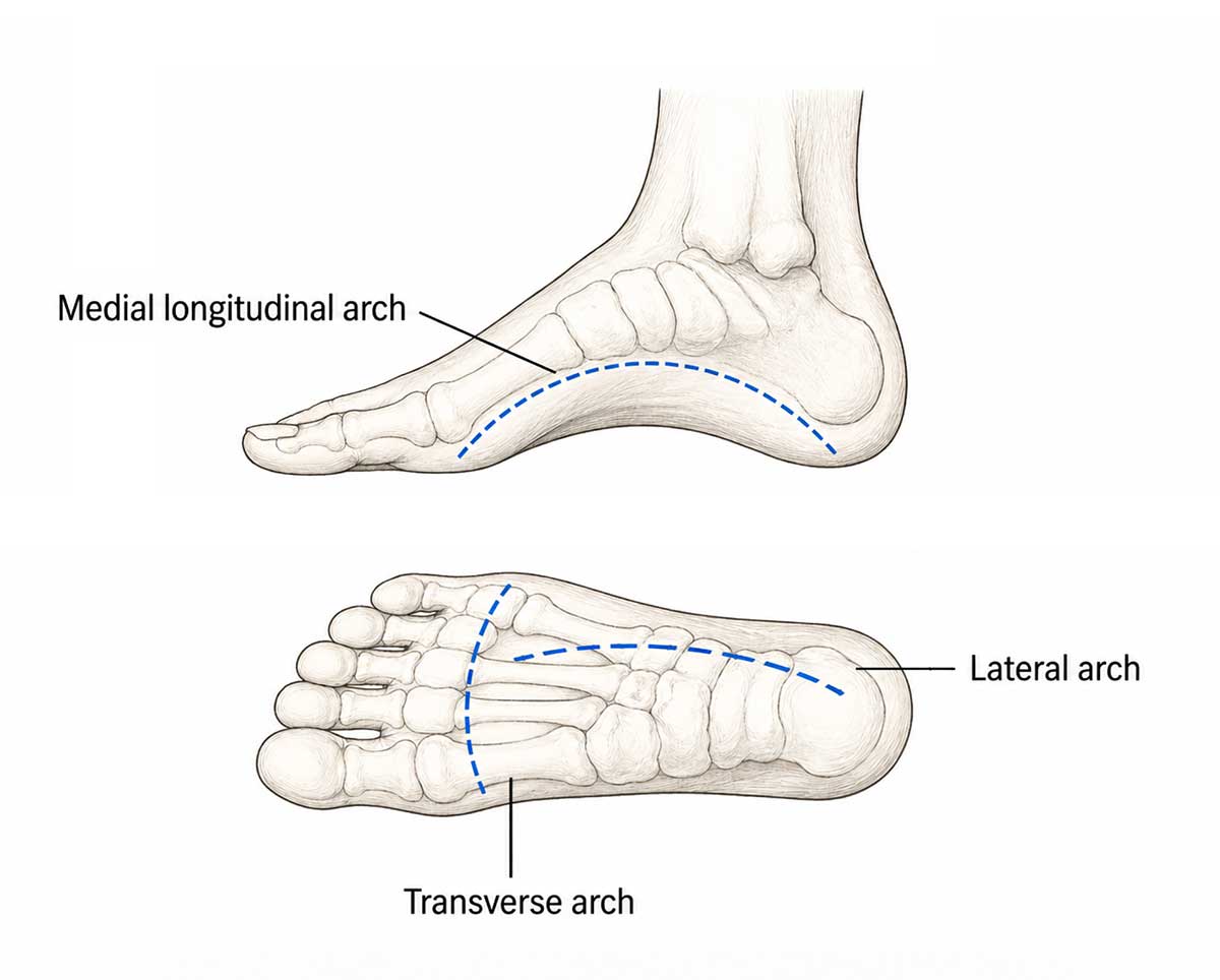 arches of the foot